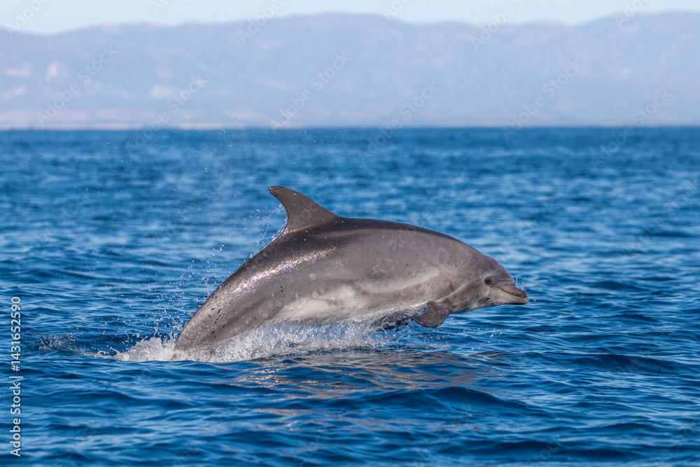 dolphin in the water, bottlenose, Santa Barbara