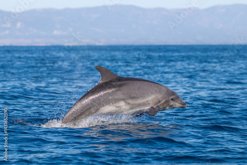 Obraz na płótnie dolphin in the water, bottlenose, Santa Barbara w salonie