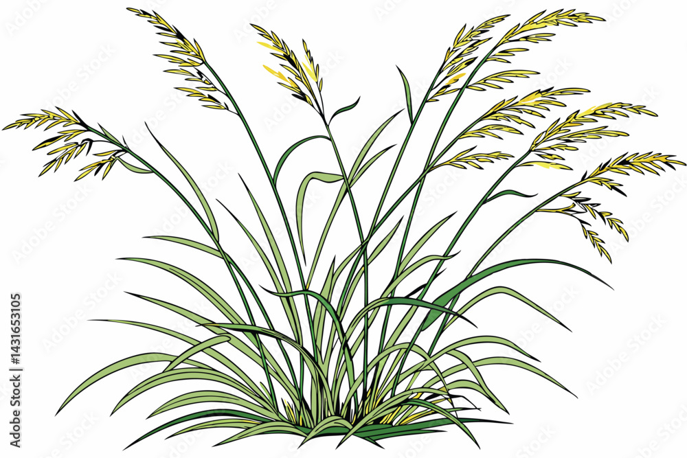 Fototapeta premium 6 Ornamental grass, wispy green blades, clumping growth habit, isolated on white background, botanical illustration, detailed texture, soft lighting, natural plant form, decorative foliage, garden des