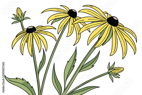 8 Yellow daisy-like flowers, green stems and leaves, botanical illustration style, white background, isolated plant specimen, bright petals, naturalistic drawing, scientific accuracy, Black-eyed Susan