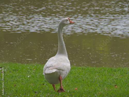 Goose on the lake, Anser anser domesticus.