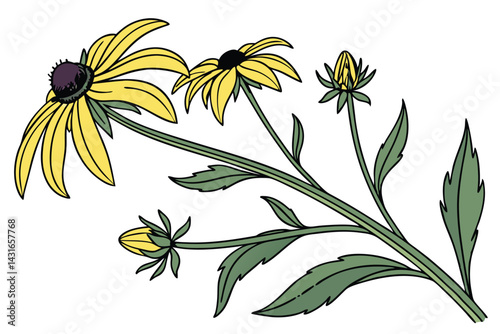 8 Yellow daisy-like flowers, green stems and leaves, botanical illustration style, white background, isolated plant specimen, bright petals, naturalistic drawing, scientific accuracy, Black-eyed Susan