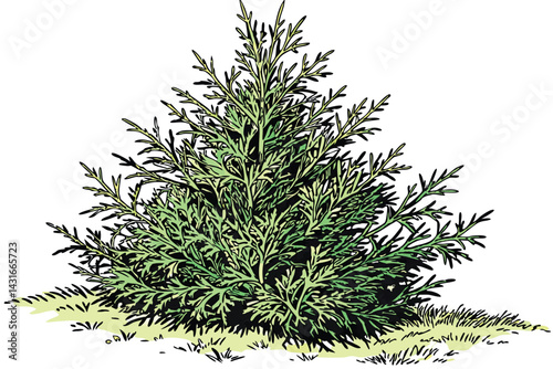 11 Conical evergreen shrub, vibrant green foliage, dense arborvitae, landscaping plant, ornamental topiary, garden cypress, textured leaves, symmetrical shape, compact tree, natural outdoor setting, w