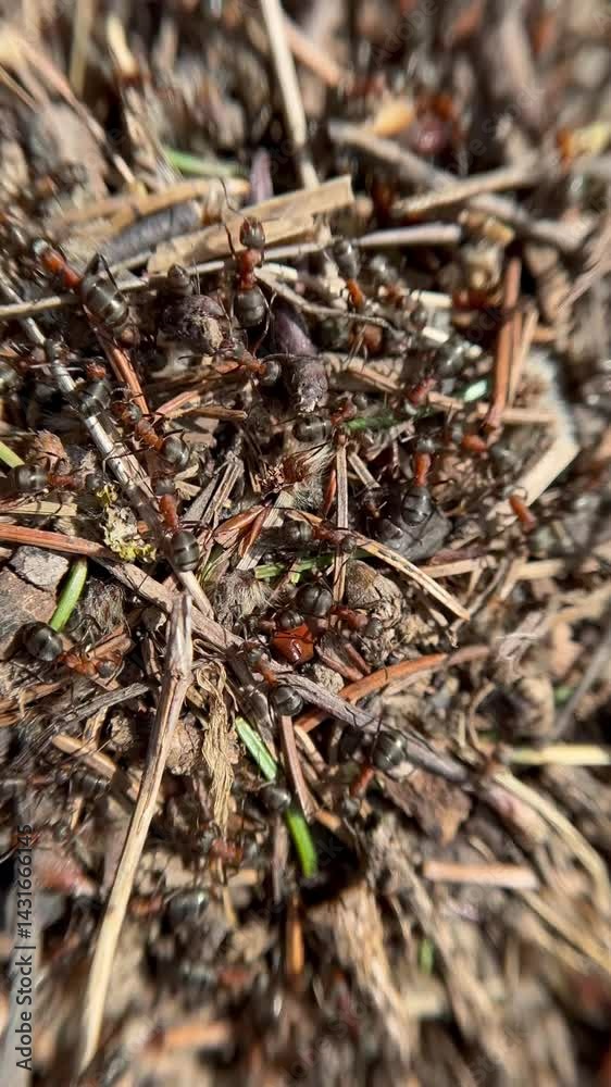 Anthill, a lot of ants crawl on the ground Anthill, a lot of ants crawl on the ground