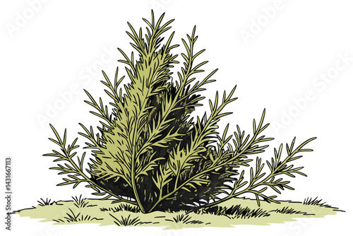 11 Conical evergreen shrub, vibrant green foliage, dense arborvitae, landscaping plant, ornamental topiary, garden cypress, textured leaves, symmetrical shape, compact tree, natural outdoor setting, w