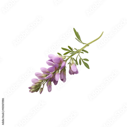 Delicate Lavender-Pink Wildflower Sprig, Isolated on Transparent Background