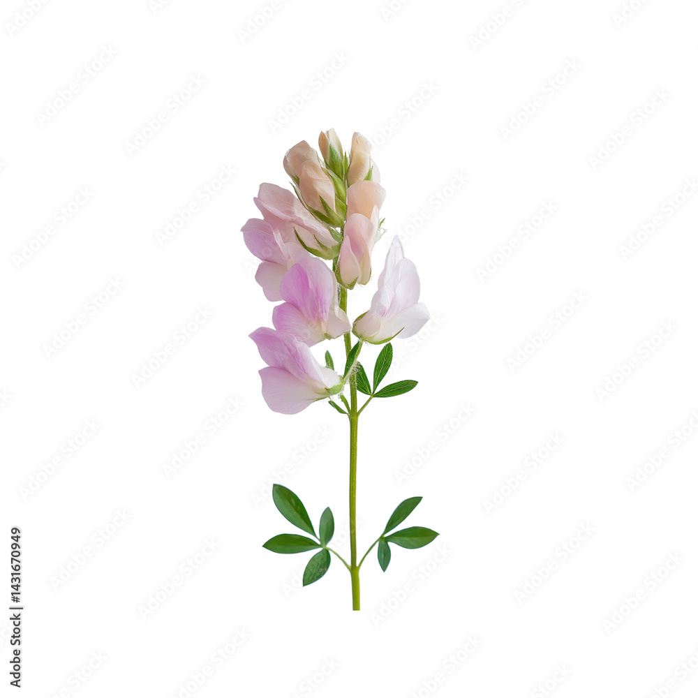 Fototapeta premium Delicate Pink Sainfoin Flower on Transparent Background