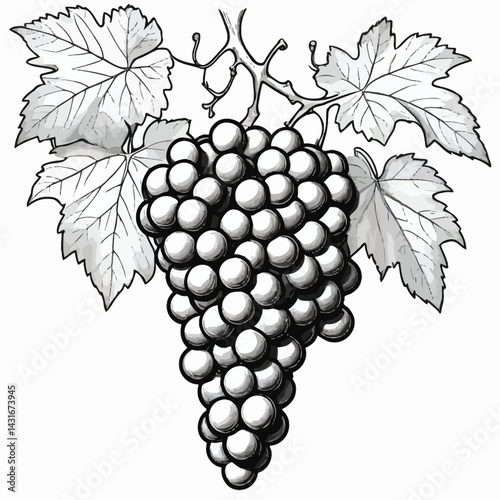 Grape cluster and vine leaves vector, black and white line art, botanical illustration, minimalist style, perfect for coloring book pages