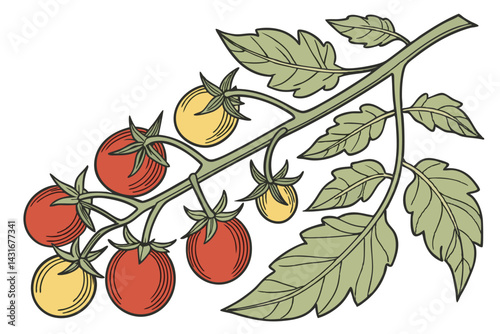 14 Cherry tomato plant, vibrant red and yellow tomatoes, green leaves and stems, isolated on white background, botanical illustration, vertical composition, realistic detail, fresh produce, garden har