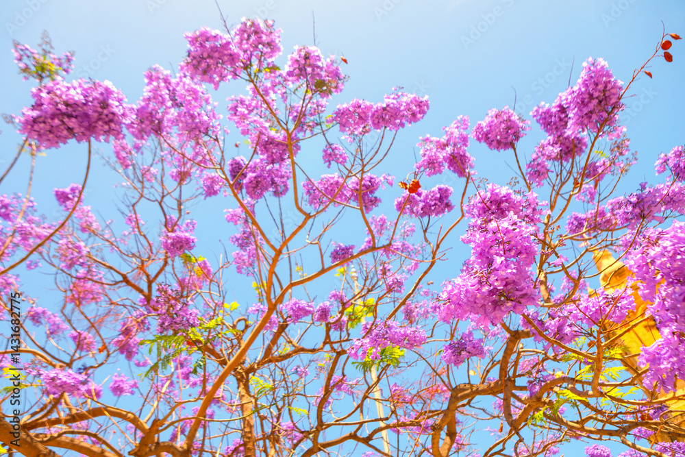 Vibrant Jacaranda tree blooms with clusters of purple flowers against a blue sky, its branches spreading widely. A hint of building peeks through blossoms, adding subtle urban touch to natural scene