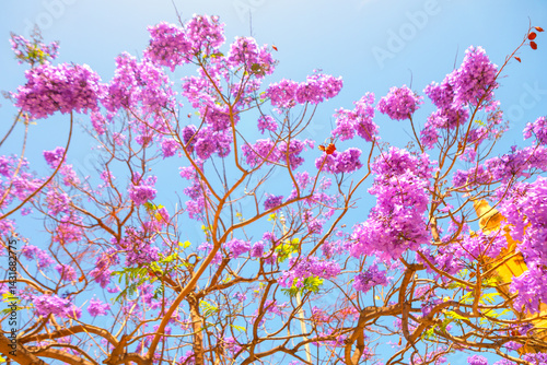 Obraz na płótnie Vibrant Jacaranda tree blooms with clusters of purple flowers against a blue sky, its branches spreading widely. A hint of building peeks through blossoms, adding subtle urban touch to natural scene w salonie