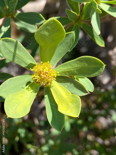 Euphorbia balsamifera or Tabaiba dulce close up.Lanzarote symbol, endemic plant to Canary Islands. photo