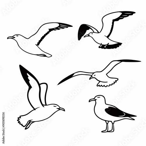 set of seagulls