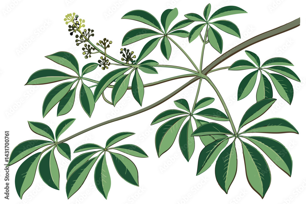 Obraz premium 22 Botanical illustration, Schefflera arboricola, umbrella plant, glossy green leaves, realistic texture, white background, top-down view, intricate leaf details, houseplant, tropical foliage, natural