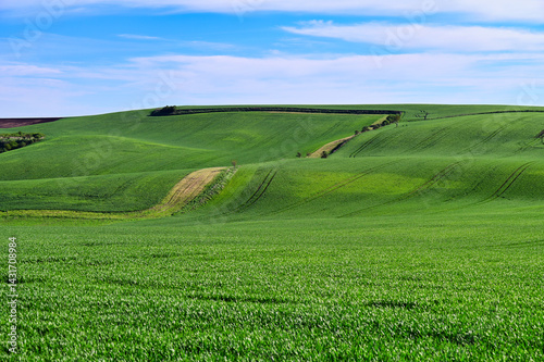 Young green wheat fields and blue sky landscape,Moravia,Chech Republic