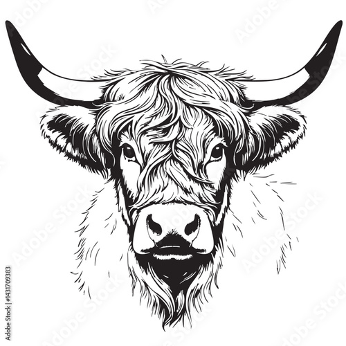 young Highland Cow in front of a white background