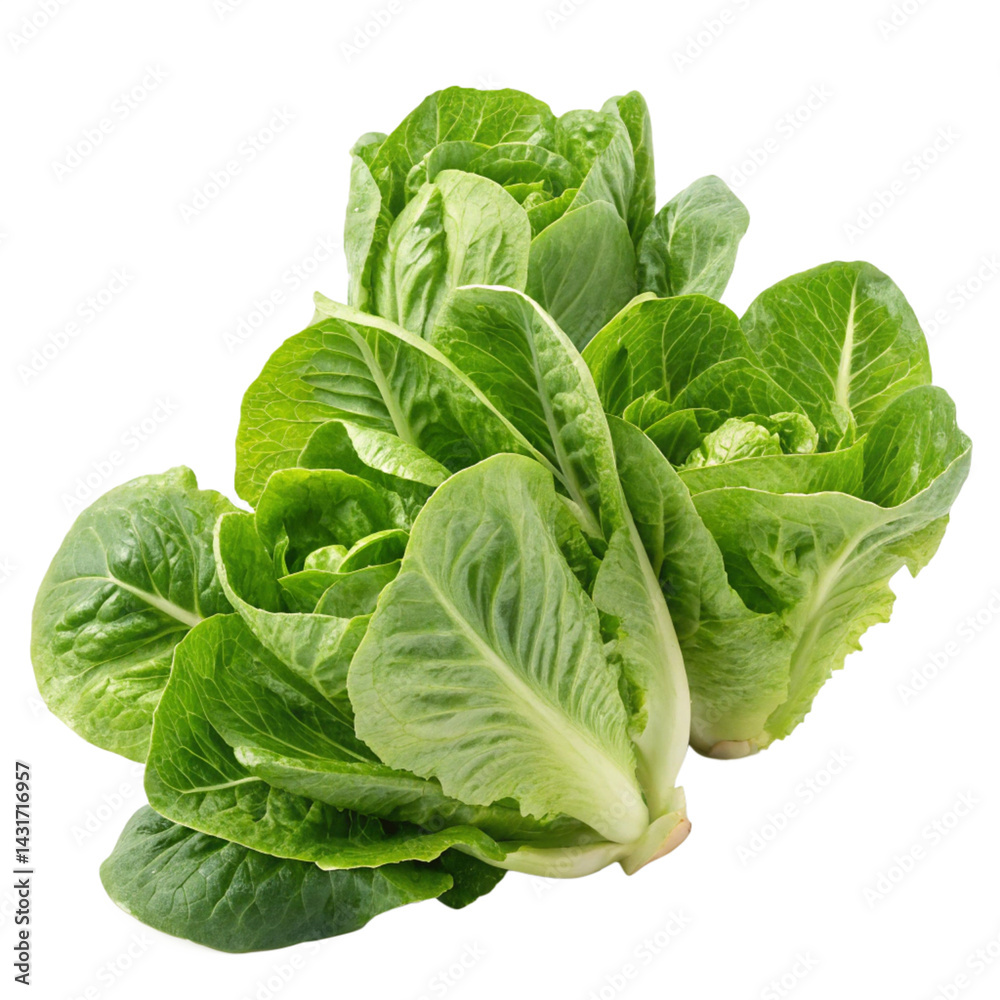 Obraz premium lettuce leaves transparent png image