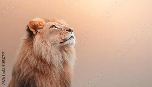 Majestic Lion Gazing Sky photo