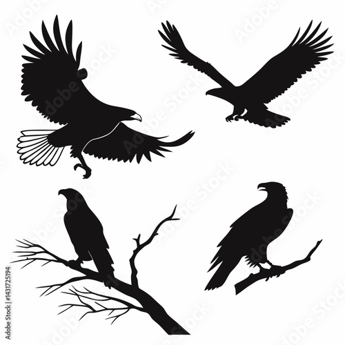 Eagle Silhouettes: Soaring, Landing.