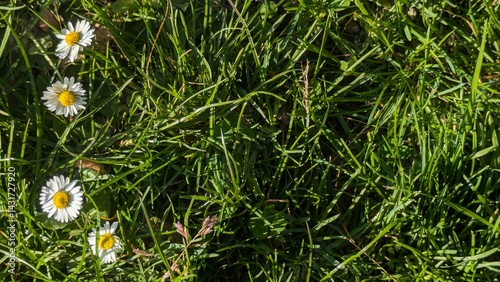Natural background with white white daisies or chamomile on green grass