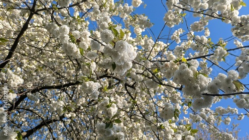 White blooming cherry tree in spring
