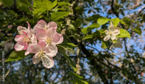 Natural background with pink apple blossom and green leaves