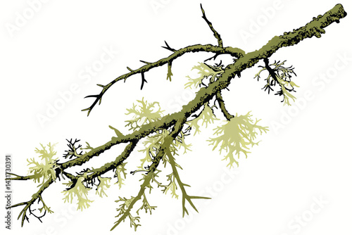 32 Mossy green lichen, intricate branching structure, organic texture, natural botanical specimen, macro photography, isolated on white background, high detail, earthy tones, forest floor flora, delic