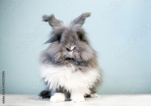 A fluffy gray and white Lionhead rabbit