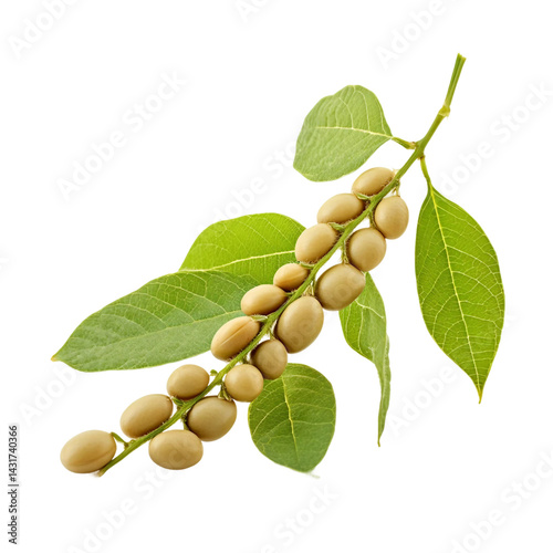  Soybean or soya bean branch isolated transparent png. Glycine max plant with beans and leaves..png