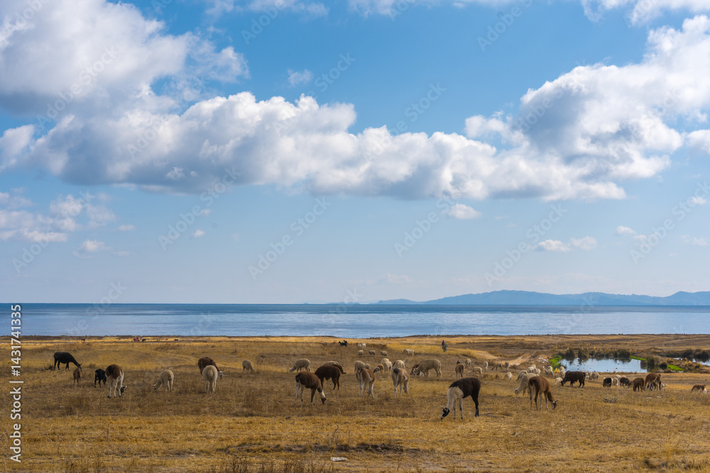 LLAMAS GRAZING NEAR LAKE TITICACA IN THE BOLIVIAN HIGHLANDS.. LLAMAS GRAZING NEAR LAKE TITICACA IN THE BOLIVIAN HIGHLANDS..