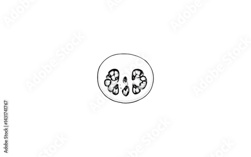 Bacupari – AI-Detailed Smooth Oval Fruit Showing Segmented Pulp Interior