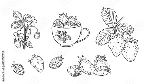 Hand drawn set of strawberries, leaves, flowers and a teacup with berries in a vintage sketch style. This illustration conveys the concept of organic food, summer harvest and botanical elements