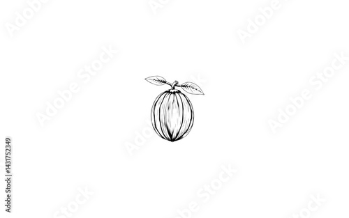 Beilschmiedia Fruit – AI-Styled Woody Oval Drupe with Fibrous Core and Natural Outline