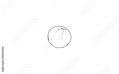 Ben Oil Fruit – AI-Enhanced Botanical Line Art Rendering