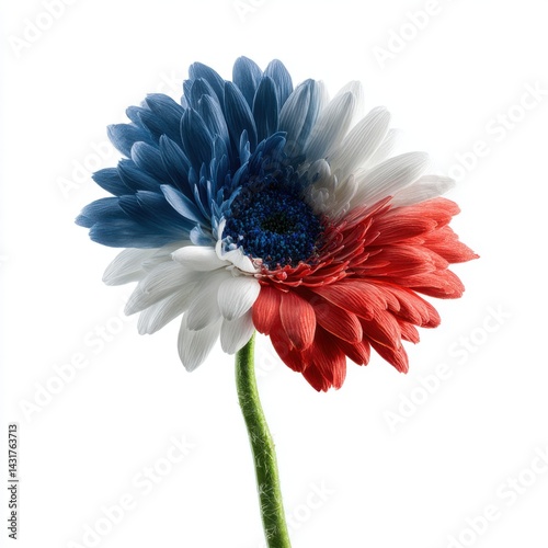 Tricolor Flower Petals Displaying Blue White and Red Colors on a Stem Symbolic Representation