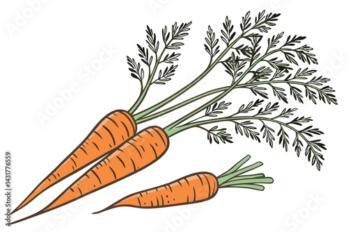 42 Fresh carrots, vibrant green tops, organic produce, whole vegetables, orange roots, farm-to-table, crisp texture, natural food photography, white background, clean composition, healthy eating, gard