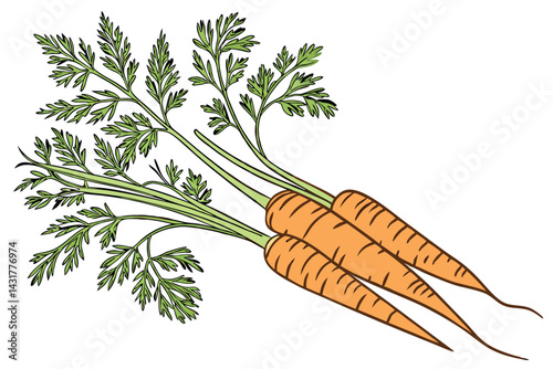 42 Fresh carrots, vibrant green tops, organic produce, whole vegetables, orange roots, farm-to-table, crisp texture, natural food photography, white background, clean composition, healthy eating, gard