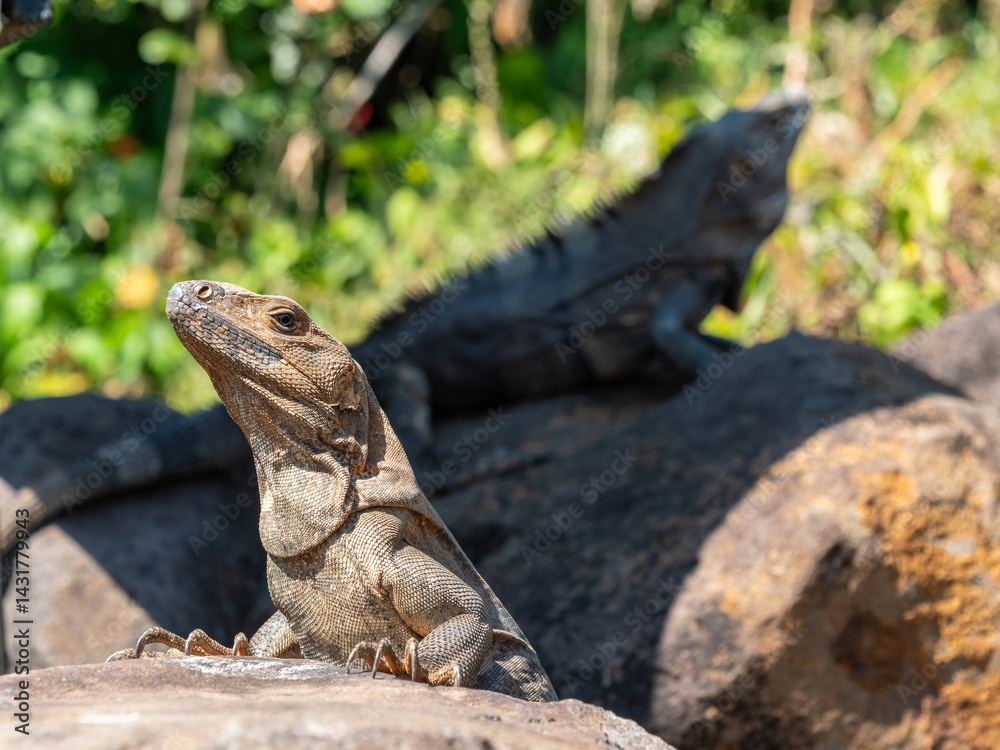 Obraz premium Weiblicher Schwarzleguan sitzt auf einem Stein, im Hintergrund das Männchen