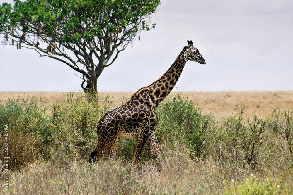 Obraz premium Masai Giraffe Walking Past Lone Acacia Tree on Serengeti Grassland Slope