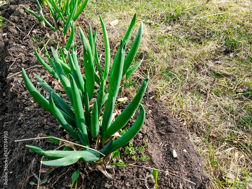 Healthy, vigorous green onion plants in a farmer's garden bed in bright early spring sunlight, showing vigorous growth.