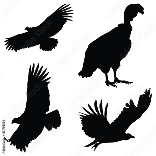 Condor bird Vector illustration Design Condor bird vector icon