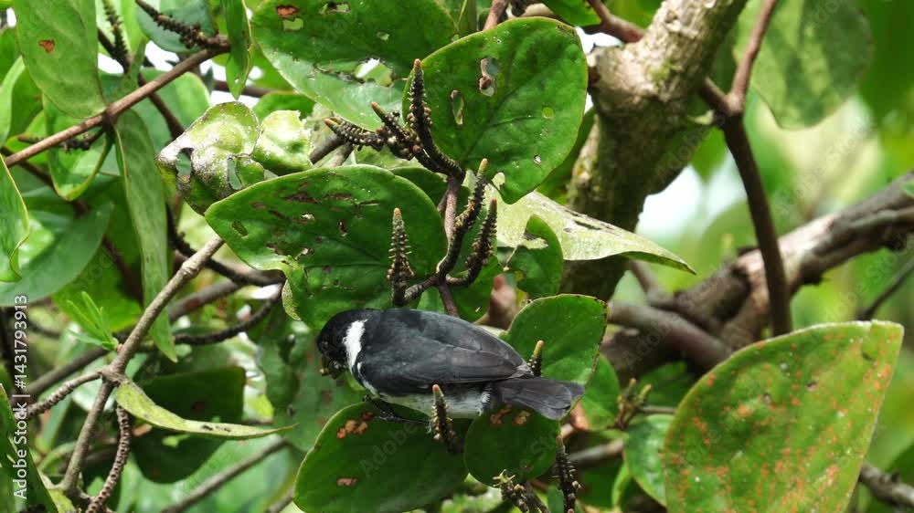 Male variable seedeater (Sporophila corvina) eating seeds on a branch in tropical forest_Semillero Variable comiendo semillas en arbol