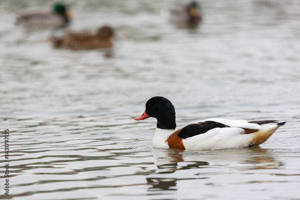 Common Shelduck Duck Swimming in Water, Close-up
