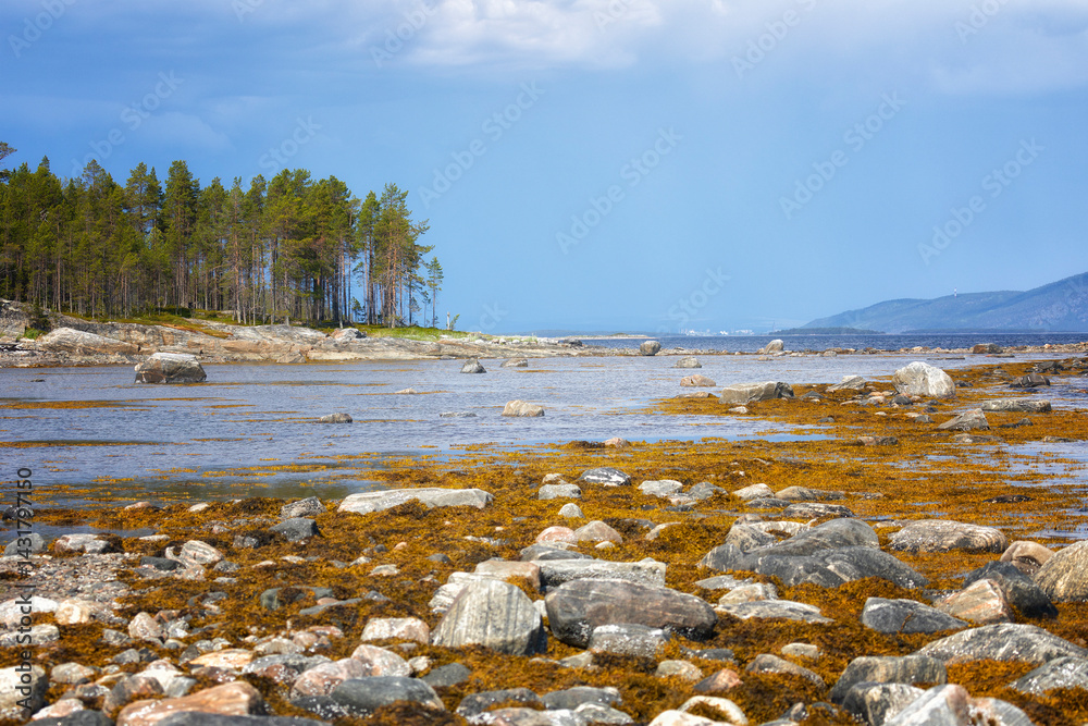 White Sea at low tide on summer. Russia