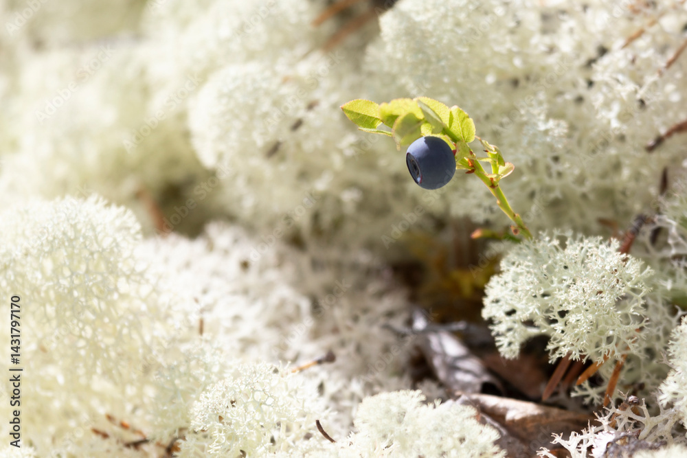 Close-up of ripe blueberries among lichen