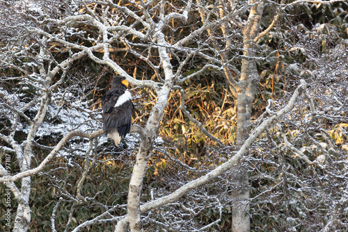 Obraz na płótnie Steller's sea eagle sits on a tree branch. Winter. Kunashir w salonie