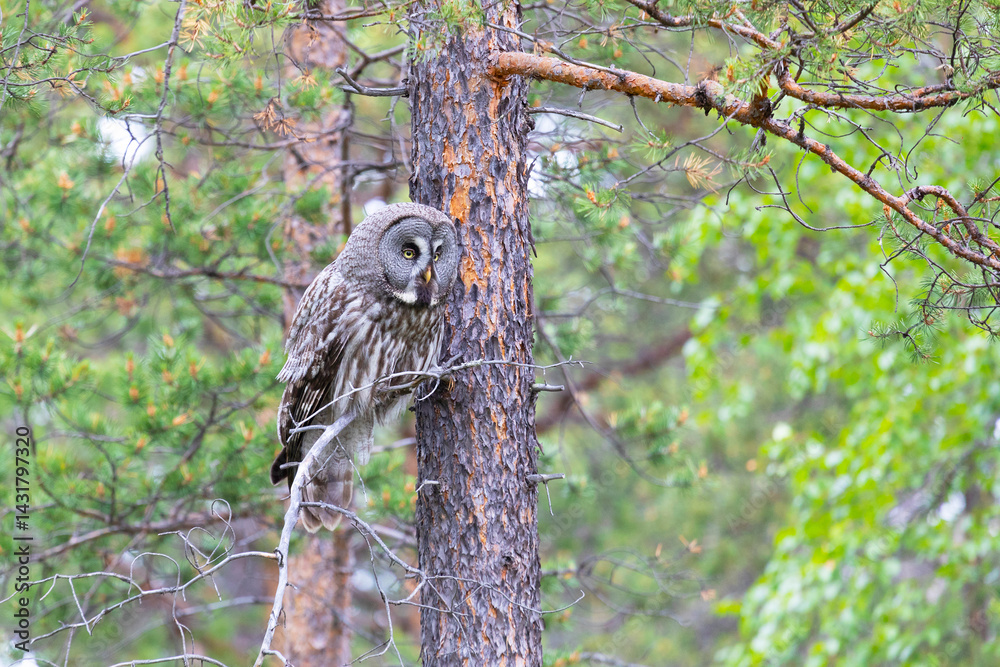 Great gray owl sitting on a tree branch close up
