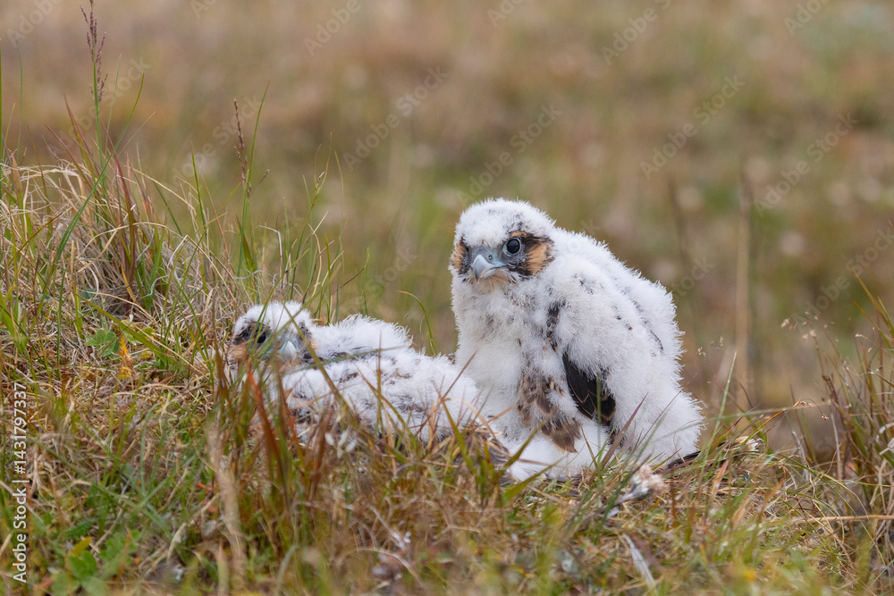 Close-up of peregrine falcon chicks sitting on the ground