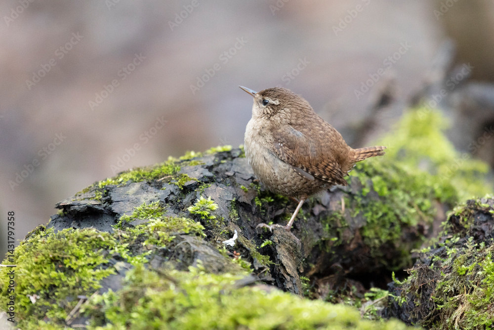 Eurasian wren sits on an old stump close up