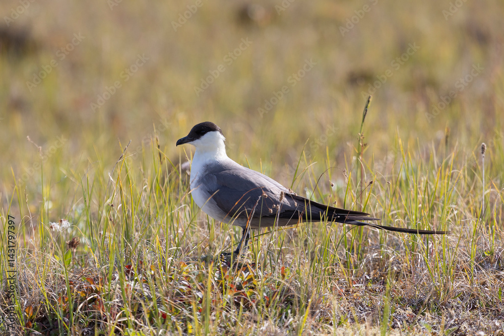 Long-tailed jaeger bird sitting on the grass close up